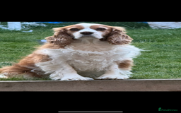 Cavalier King Charles Spaniel dogs for sale: Gorgeous bonded paid of cavalier King Charles - Image 2