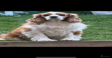 Cavalier King Charles Spaniel dogs - Advert 16