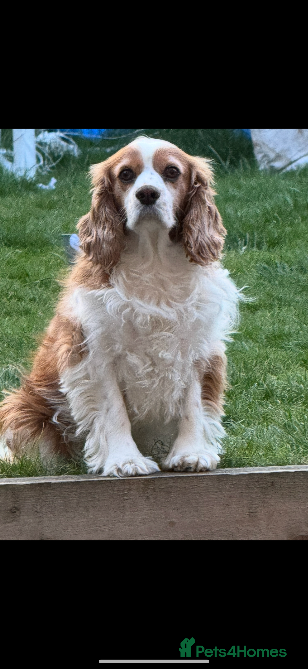 Cavalier King Charles Spaniel dogs for sale: Gorgeous bonded paid of cavalier King Charles - Image 2