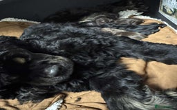 American Cocker Spaniel dogs for sale: American cocker puppies new family. - Image 3
