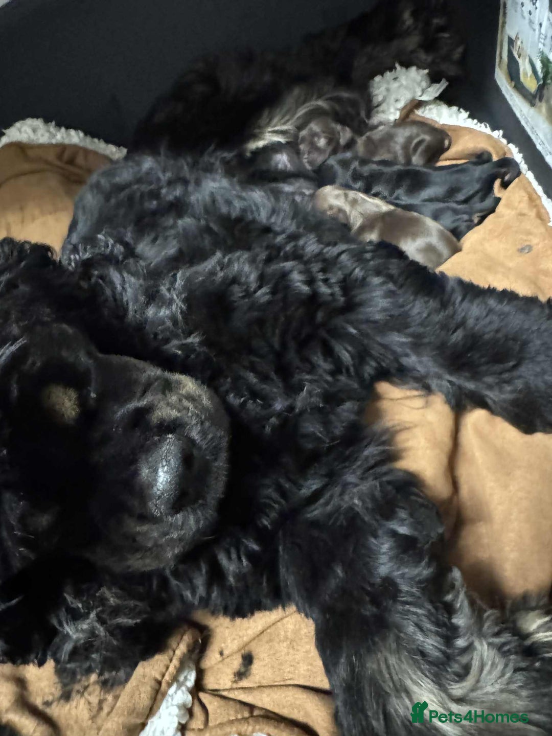 American Cocker Spaniel dogs for sale: American cocker puppies new family. - Image 3