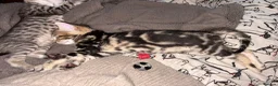 Bengal cats for sale: Bengal x kittens  - Advert 4
