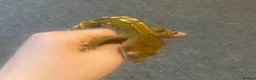 Gecko reptiles for sale: Male crested gecko  - Advert 3