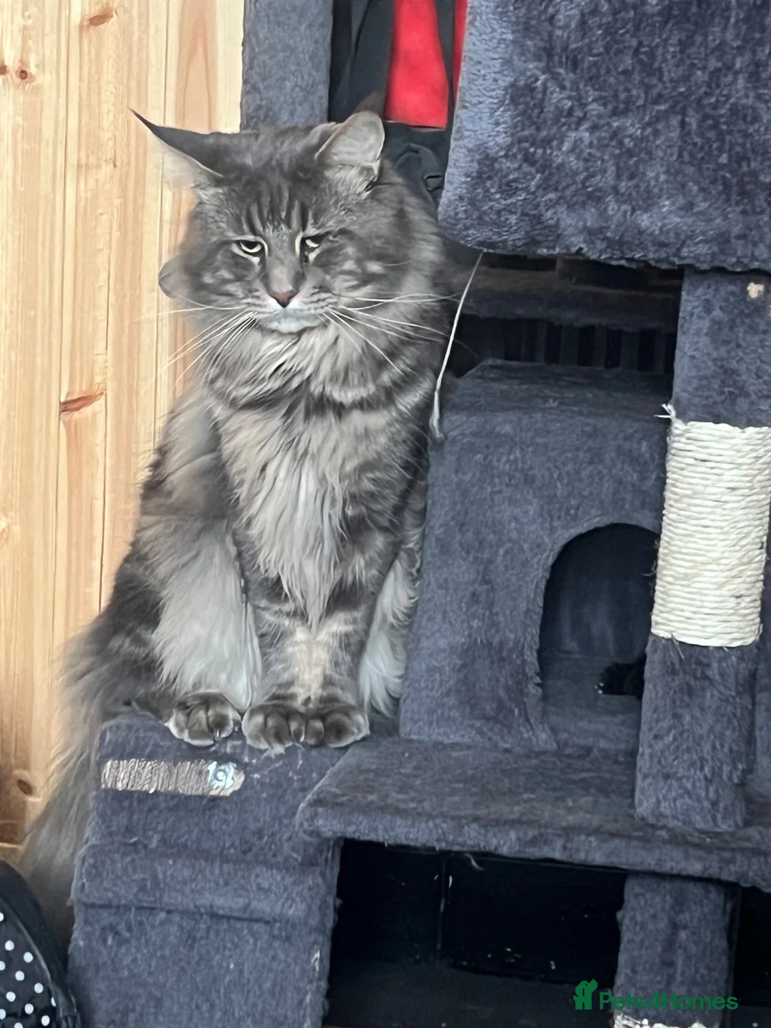 Maine Coon cats for sale: Maine coon kittens - Advert 2