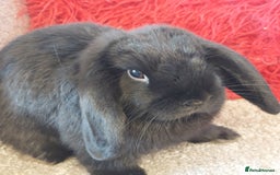 Mini Lop rabbits for sale: Pure bred blue minilop doe - Image 2