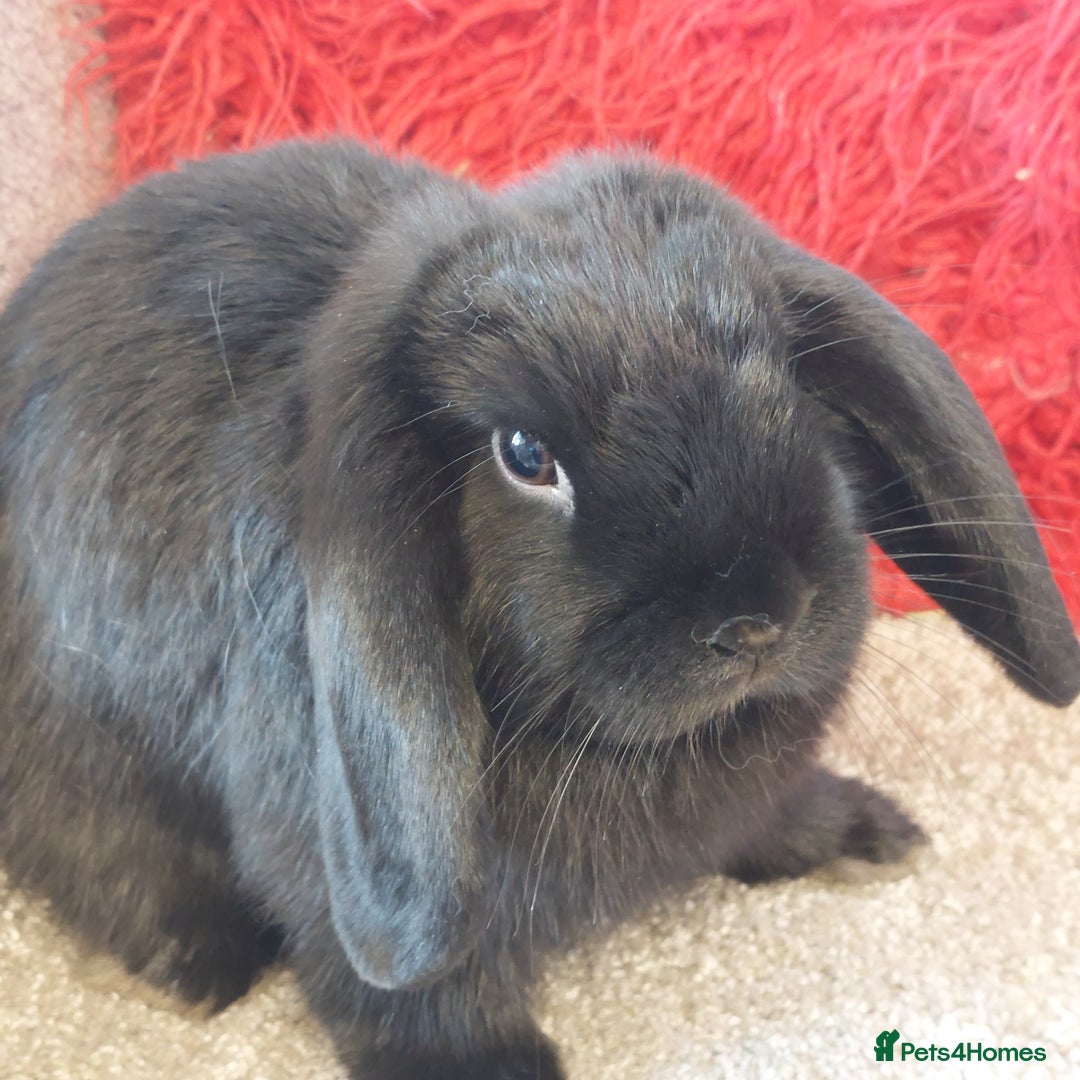 Mini Lop rabbits for sale: Pure bred blue minilop doe - Image 2