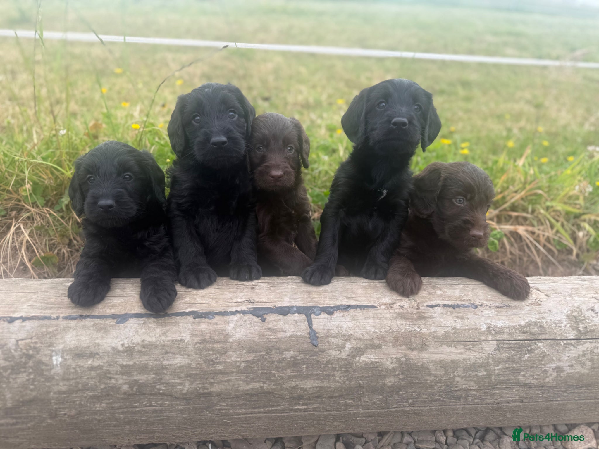 Labradoodle dogs for sale: F1 miniature labradoodles  - Advert 3