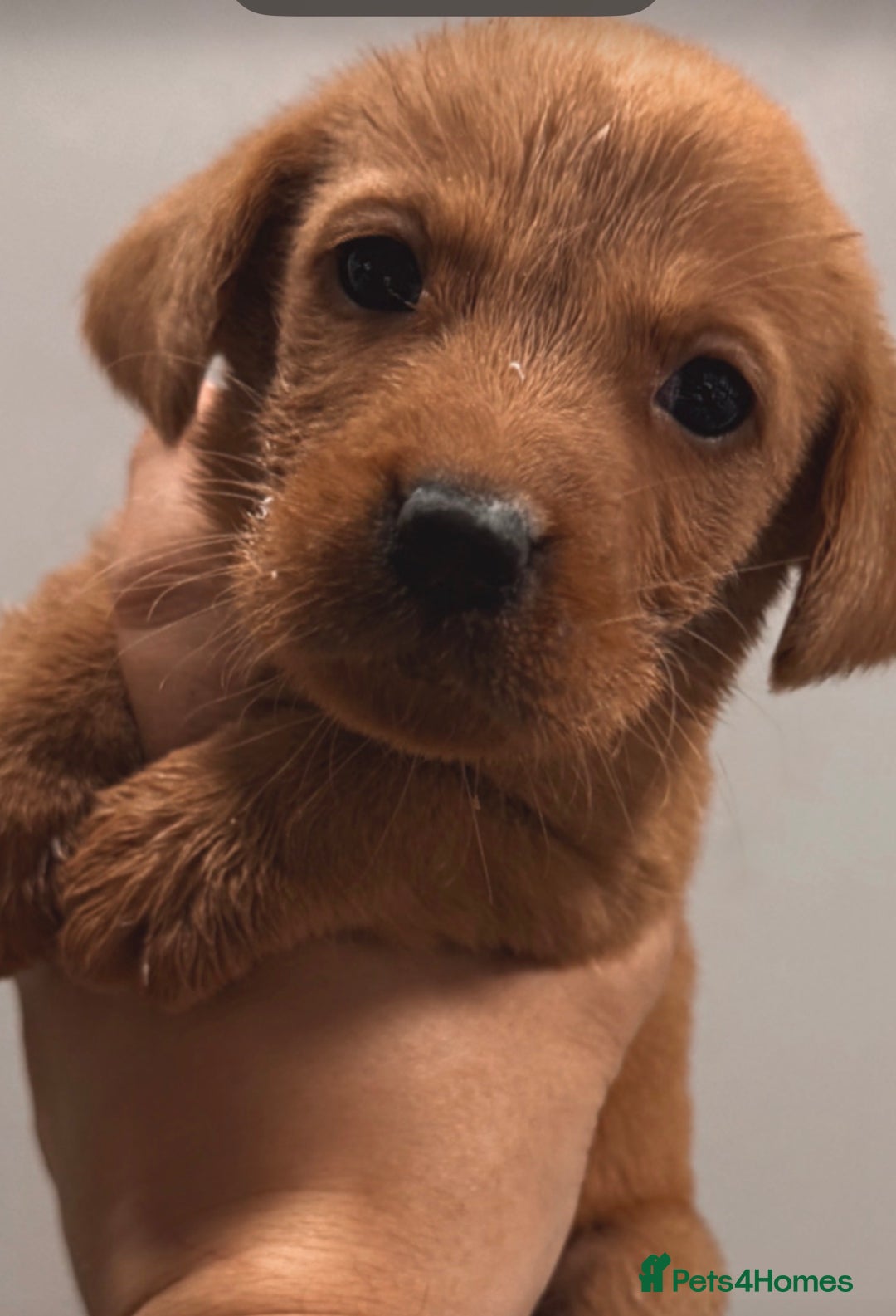 Labrador Retriever dogs for sale: Beautiful, fox red labradors - Advert 2