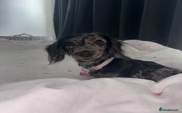 Miniature Dachshund dogs for sale: Long haired silver dapple female  - Image 4