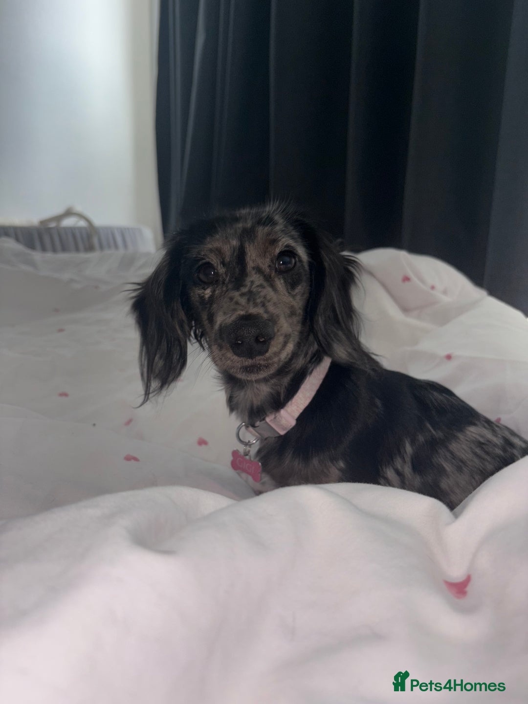 Miniature Dachshund dogs for sale: Long haired silver dapple female  - Image 4
