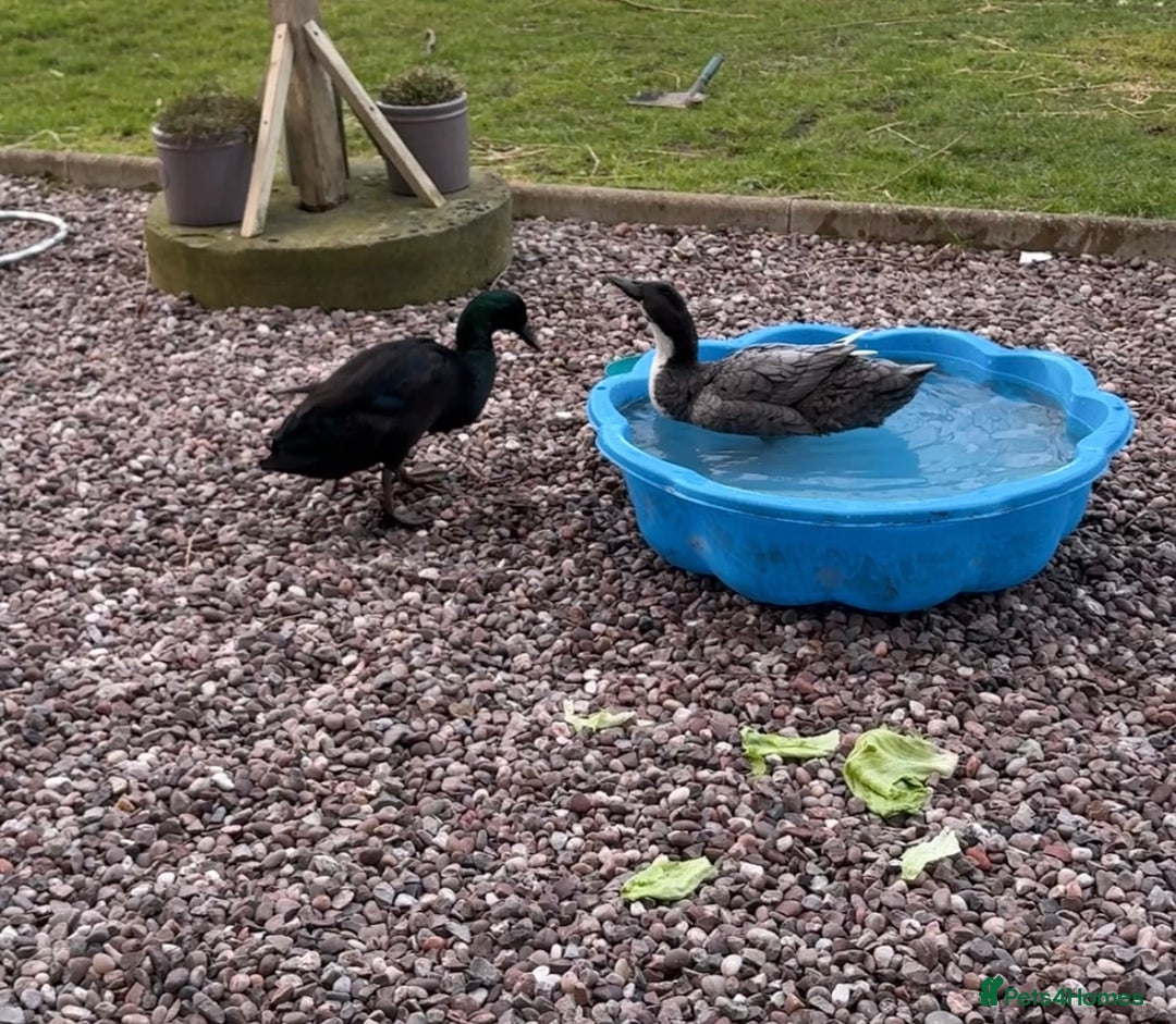 Ducks poultry for sale: Pair of runner ducks - Advert 2