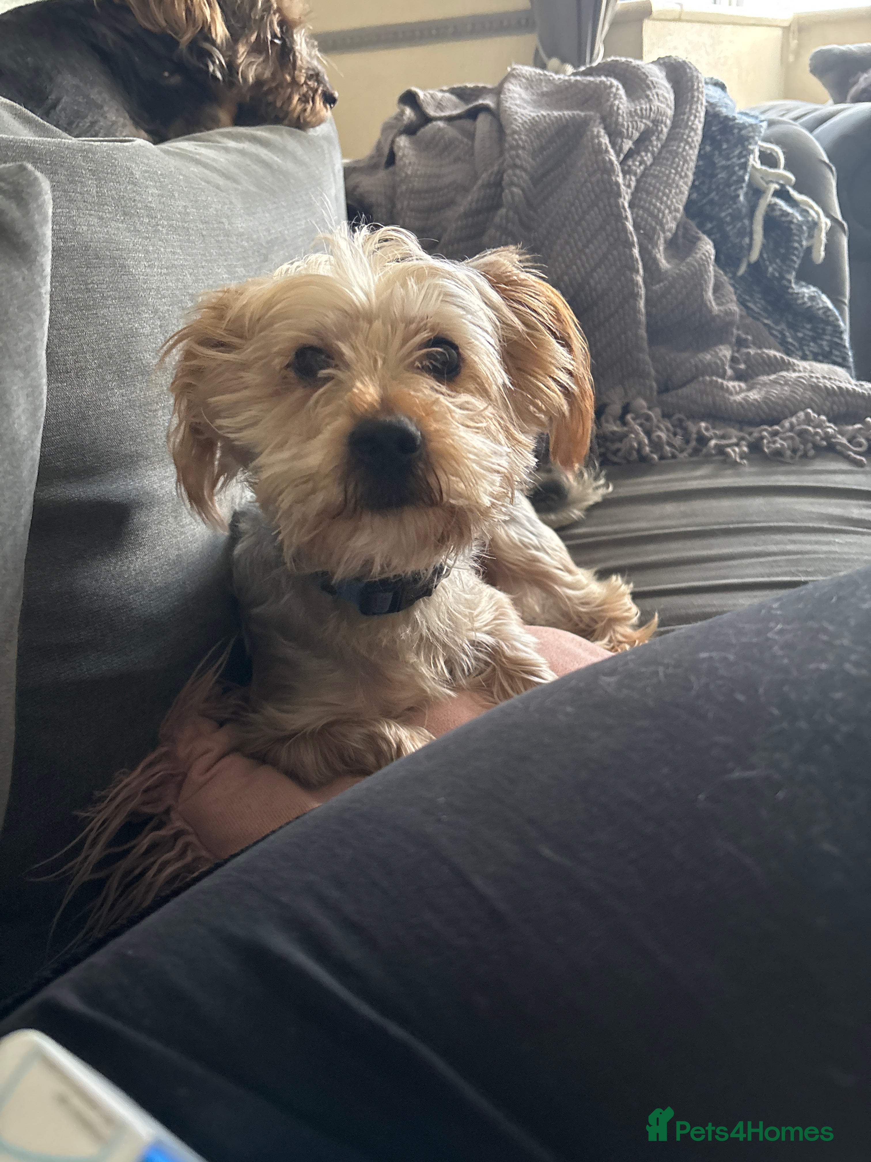 Yorkshire Terrier dogs Yorksy - Advert 1