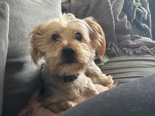 Yorkshire Terrier dogs Yorksy - Advert 1