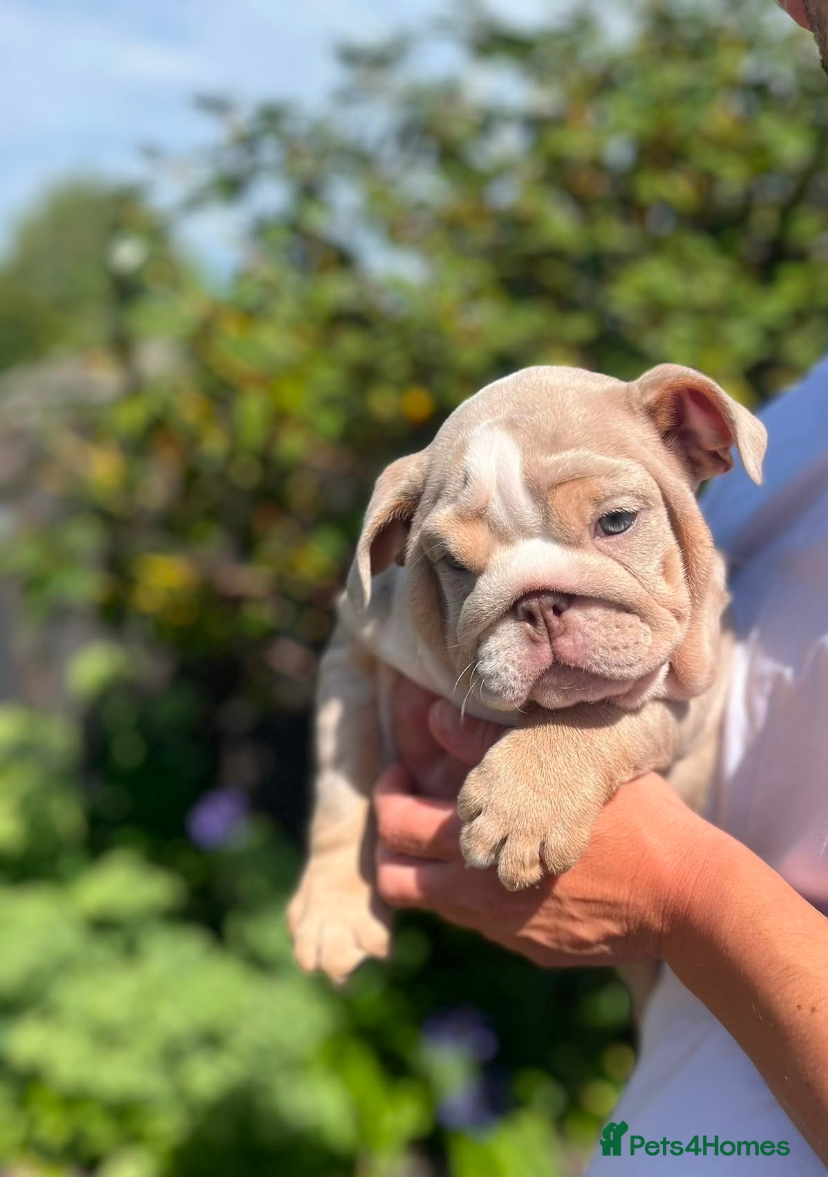 English Bulldog dogs Ready to go!!KC Registered English Bulldogs  - Advert 2