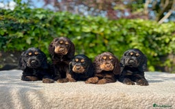 Cocker Spaniel dogs for sale: Black Tan and Chocolate Tan Show Cocker Spaniels  - Image 2