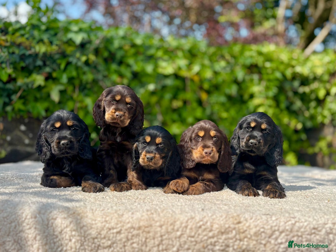 Cocker Spaniel dogs for sale: Black Tan and Chocolate Tan Show Cocker Spaniels  - Image 2