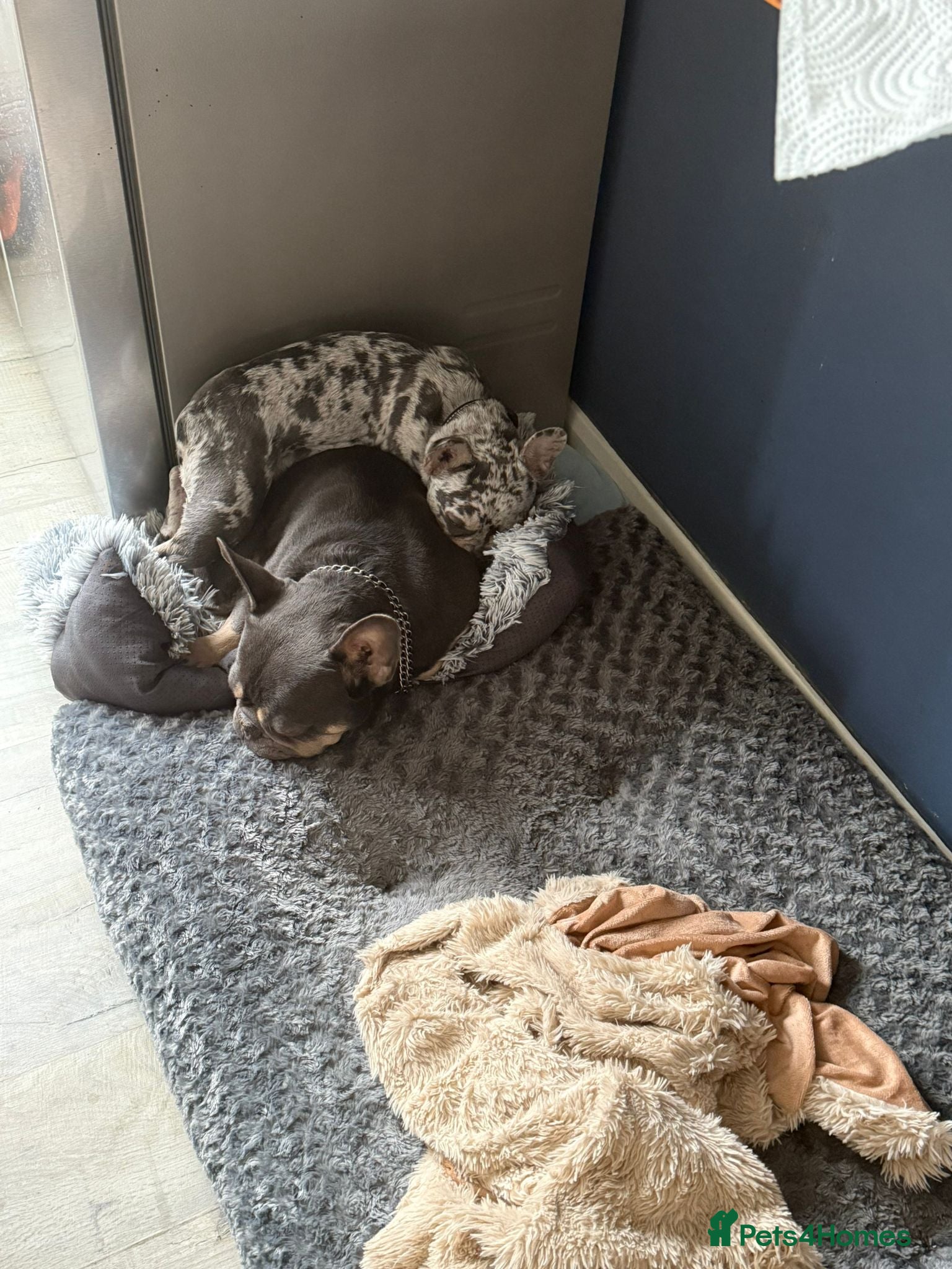 French Bulldog dogs for sale: 8 month old French Bulldog in Leigh-on-Sea - Advert 5