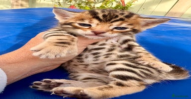 Keetso cats - Advert 2