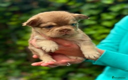 French Bulldog dogs for sale: Visual Fluffy 🧶 New Shade Frenchies 💎  - Image 13