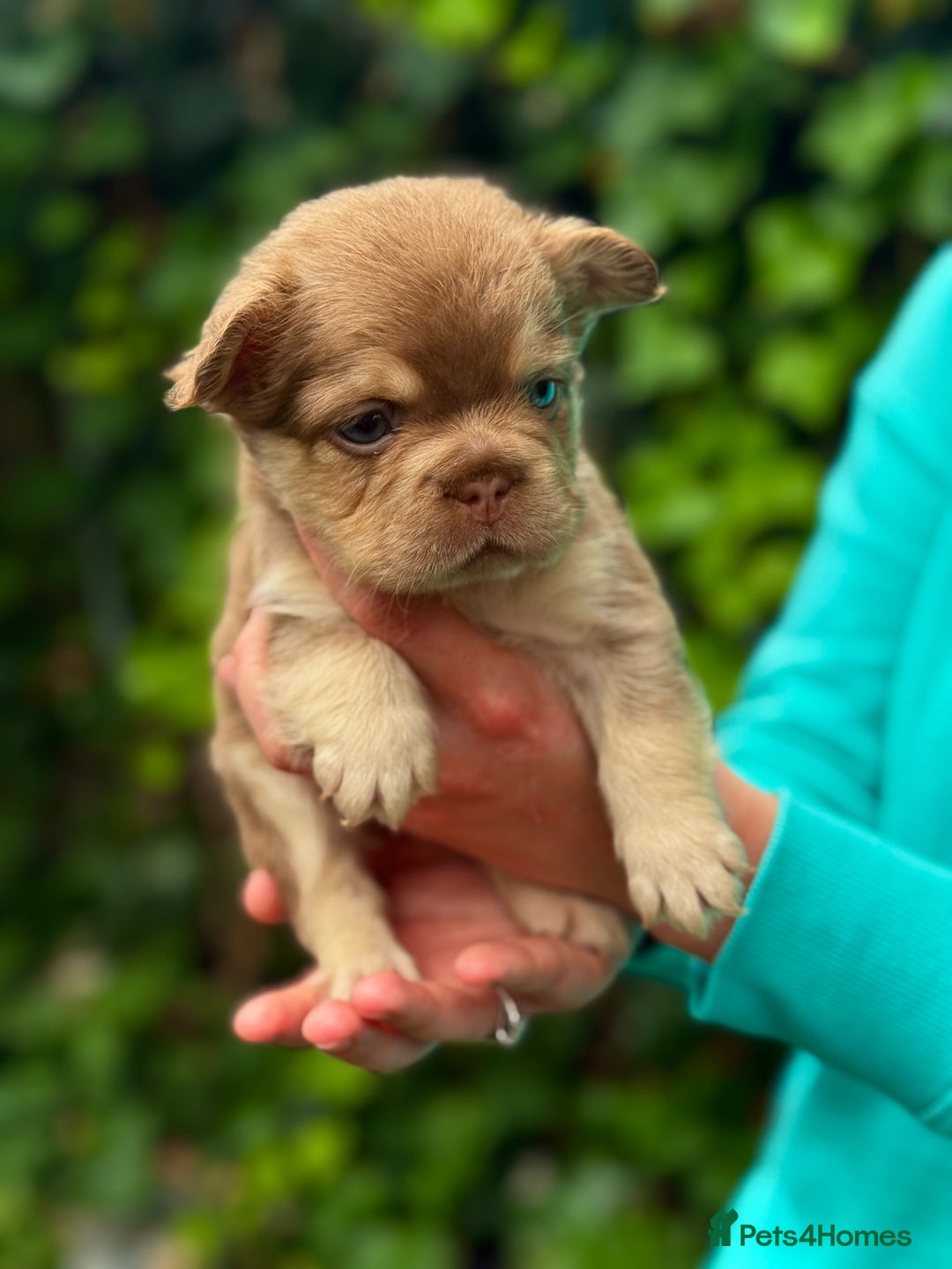 French Bulldog dogs for sale: Visual Fluffy 🧶 New Shade Frenchies 💎  - Image 13