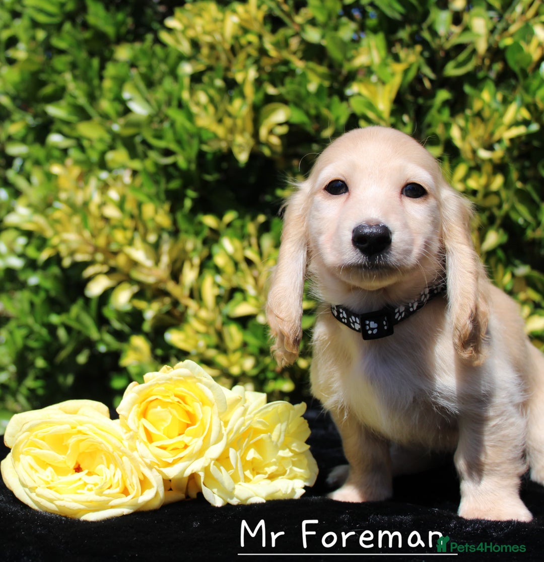 Miniature Dachshund dogs for sale: Miniature Longhaired Dachshunds in West Bromwich - Image 6