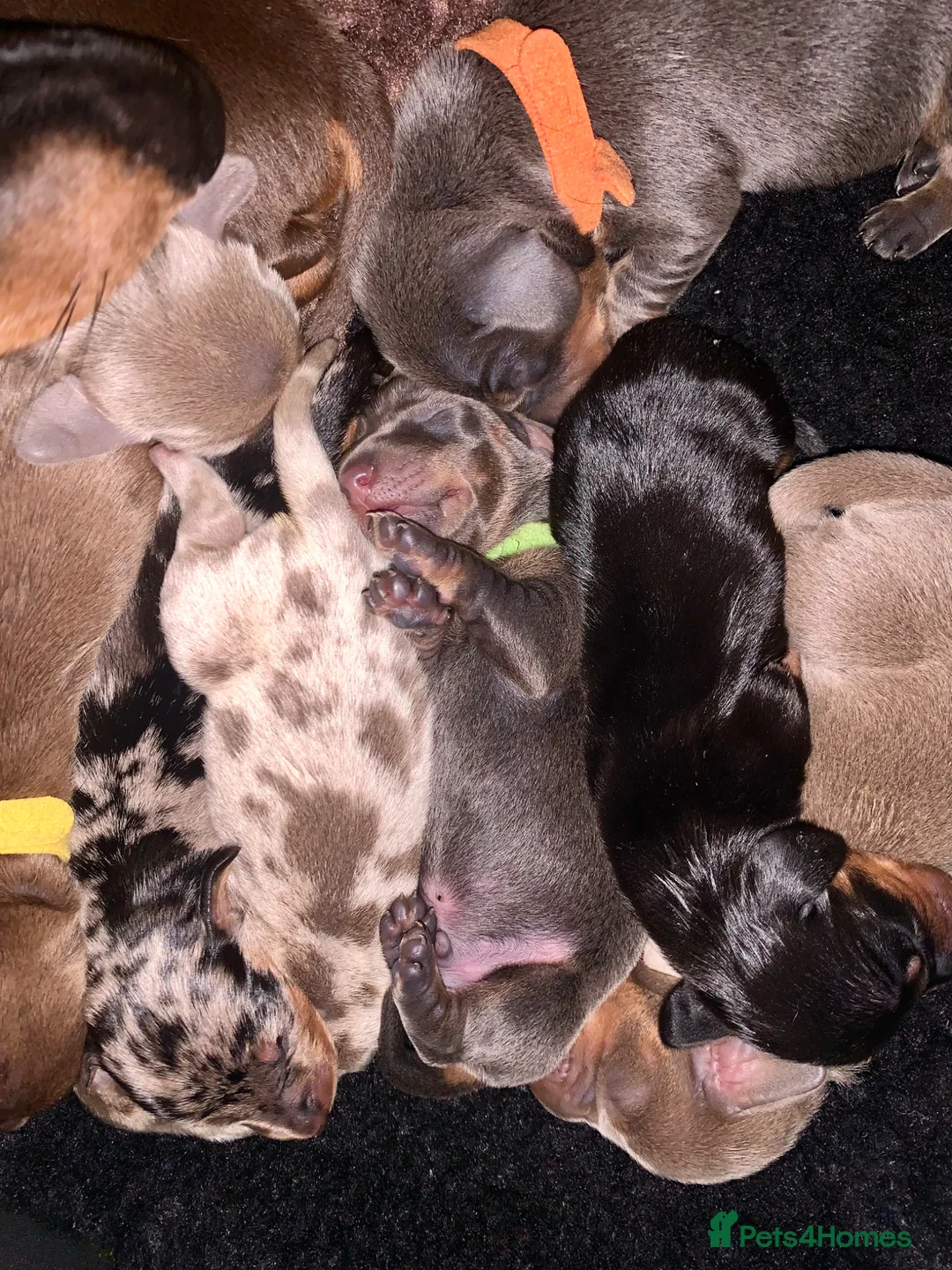 Miniature Dachshund dogs for sale: Gorgeous Rainbow litter of miniature dachshunds  - Advert 2