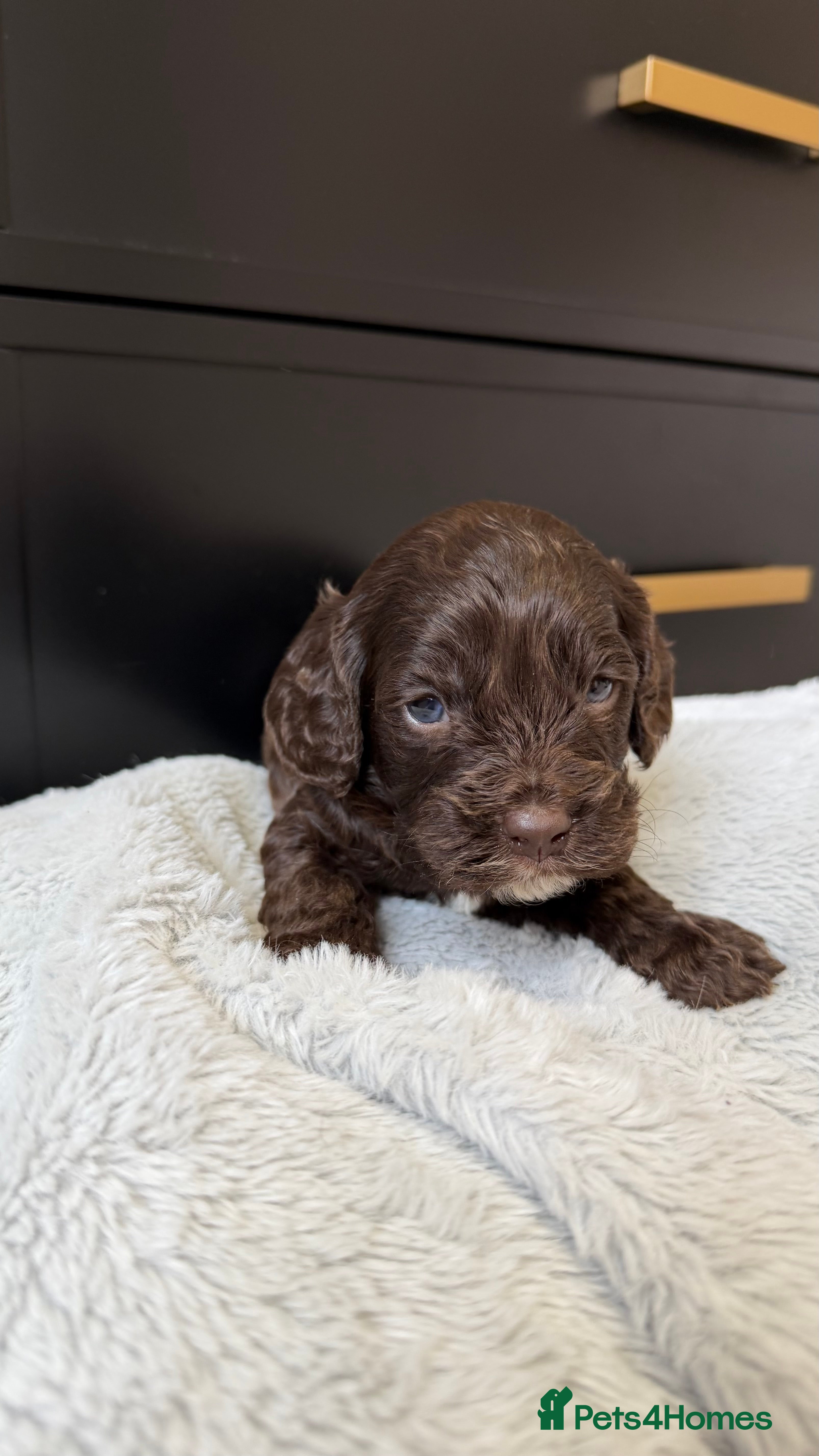 Cavapoo dogs Amazing quality Chocolate Cavapoos  - Advert 2