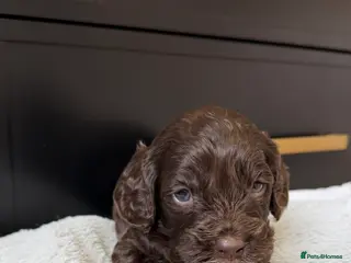 Cavapoo dogs Amazing quality Chocolate Cavapoos - Advert 3