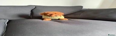Poochon 4