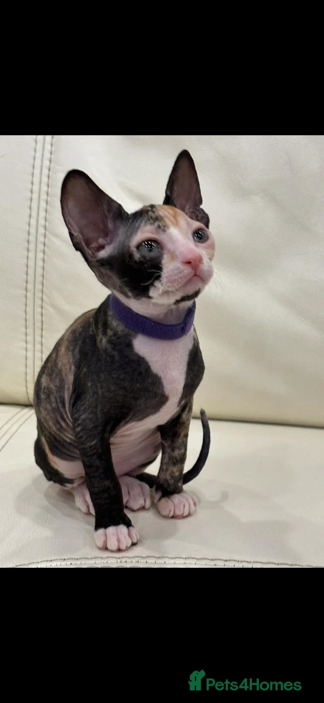 Sphynx cats for sale: Donskoy - Advert 38