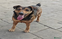 Mixed Breed dogs for adoption: 💙🐶 STAS 🐶💙 - Image 3