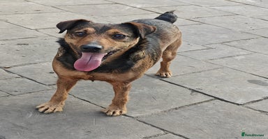 Mixed Breed dogs - Advert 9