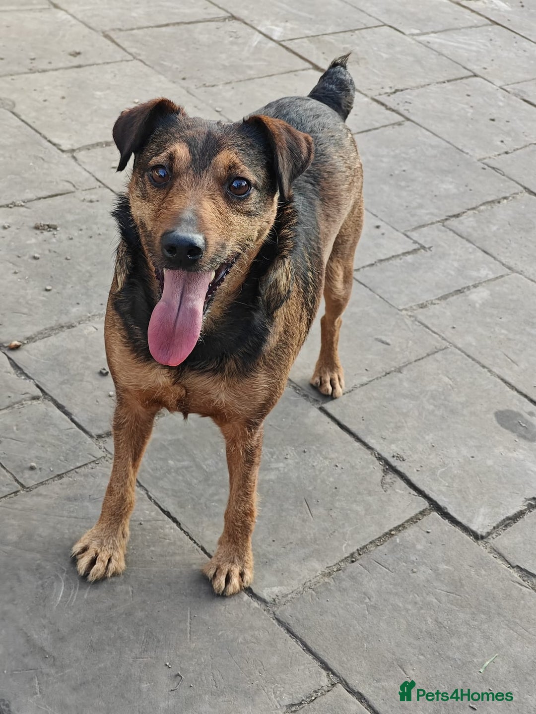 Mixed Breed dogs for adoption: 💙🐶 STAS 🐶💙 - Image 3