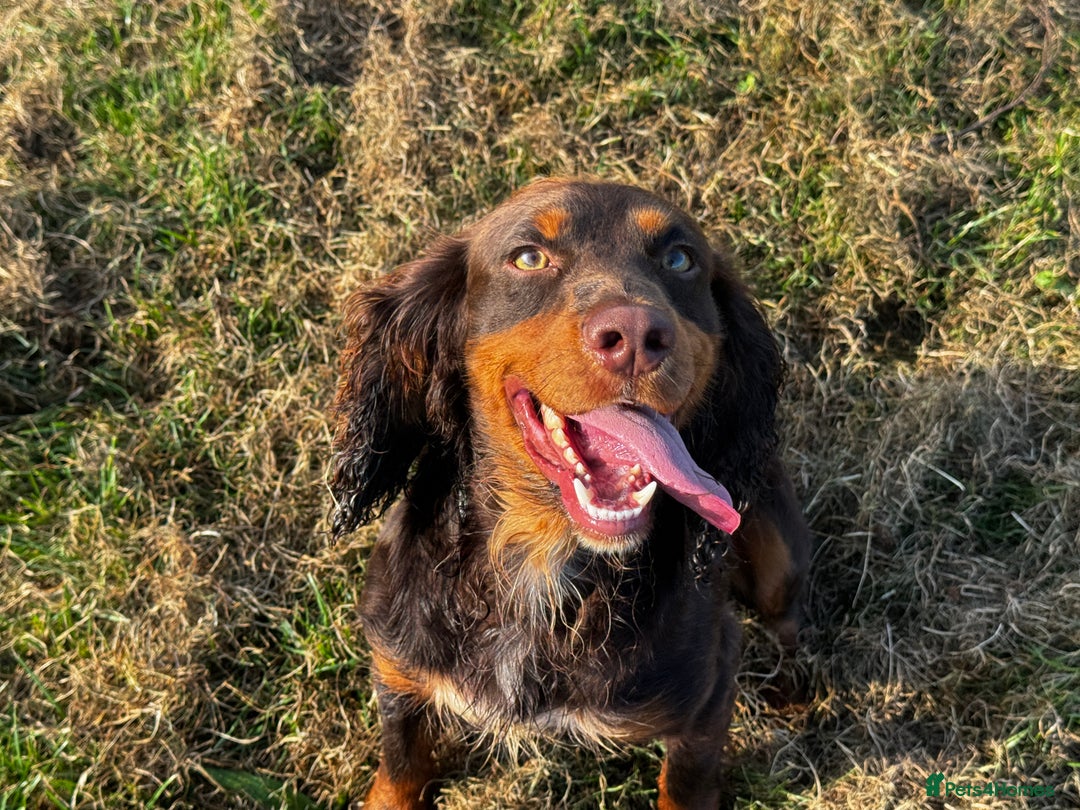 Cocker Spaniel dogs for stud: KC Working Cocker Stud – Temperament to Die For - Advert 6