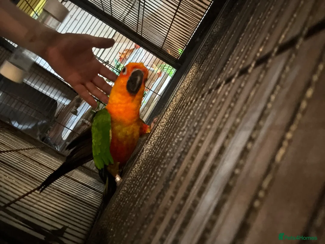 Conures birds for sale: Jenday Conure parrot  - Advert 7