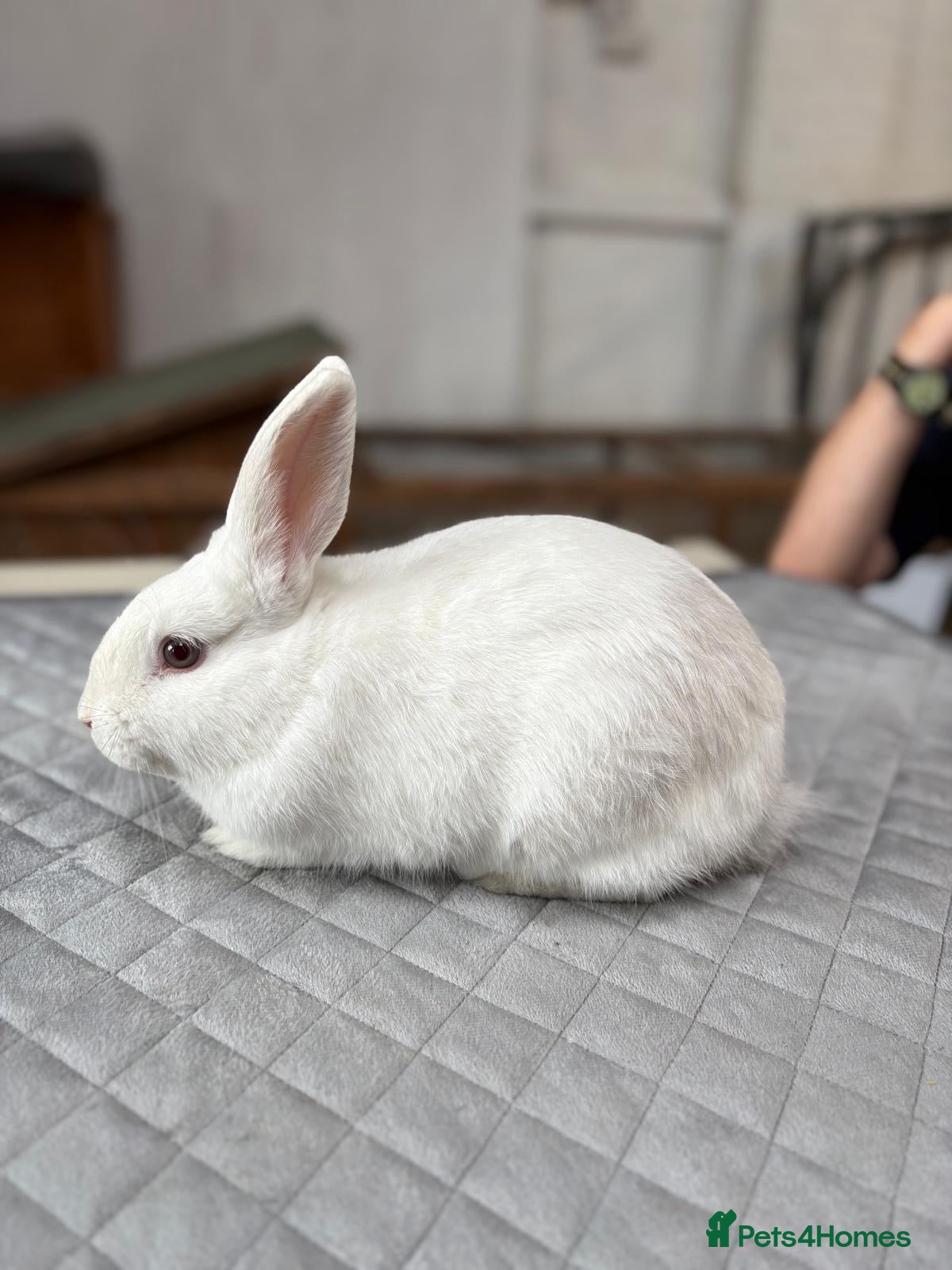 Angora rabbits Teddy Widder / Dwerg Rabbits For Sale - Advert 2