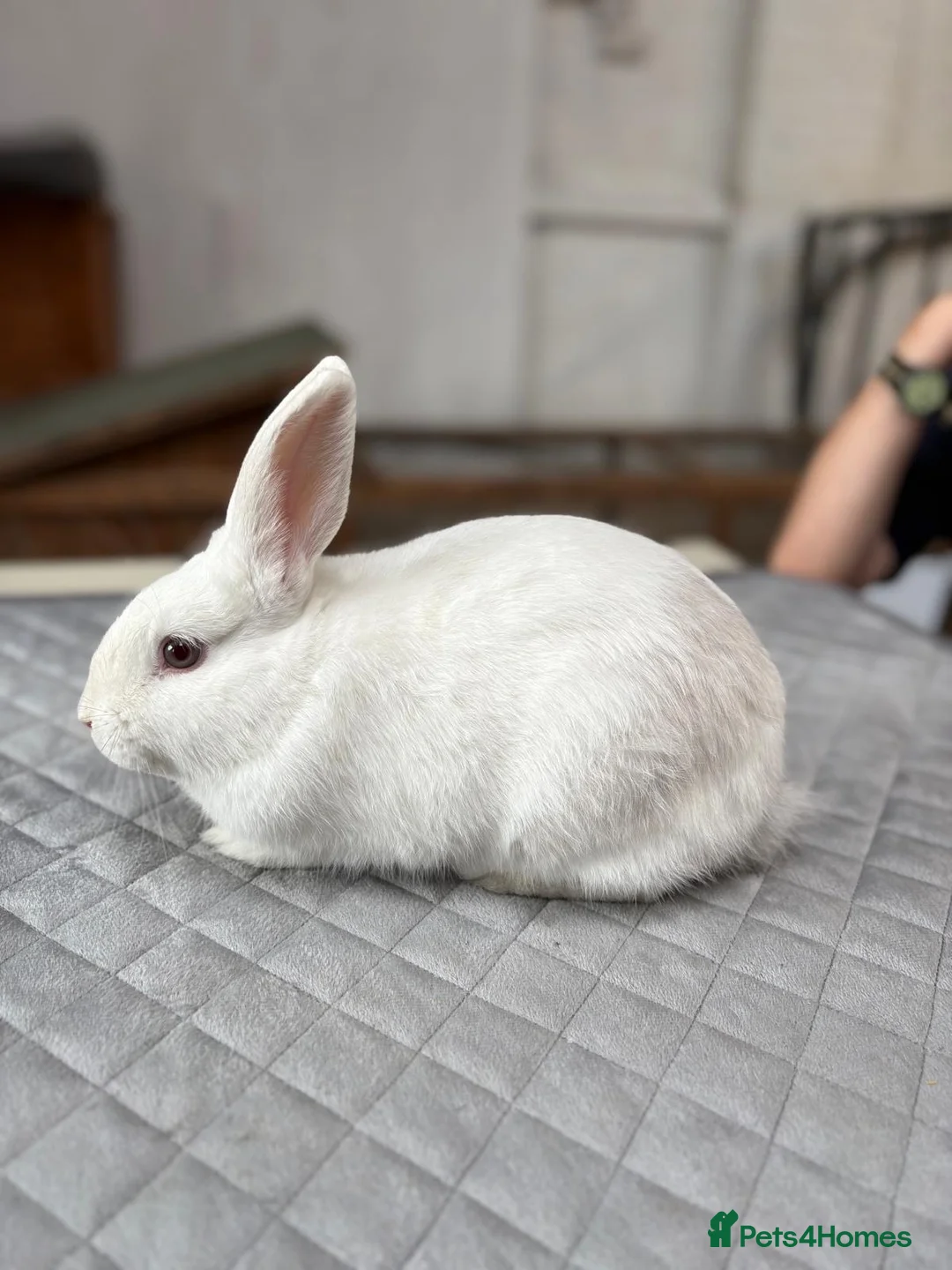 Angora rabbits for sale: Teddy Widder / Dwerg Rabbits For Sale - Advert 2