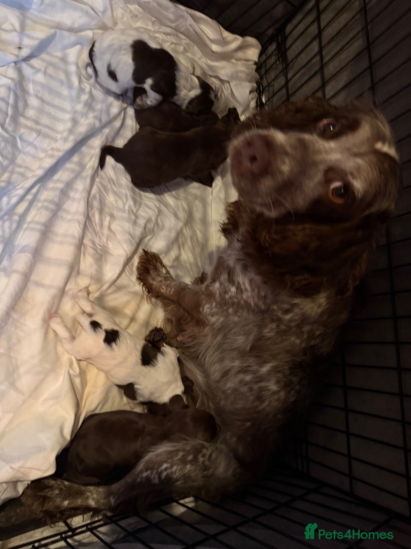 Cocker Spaniel dogs 6 cocker spaniel puppies  - Advert 12