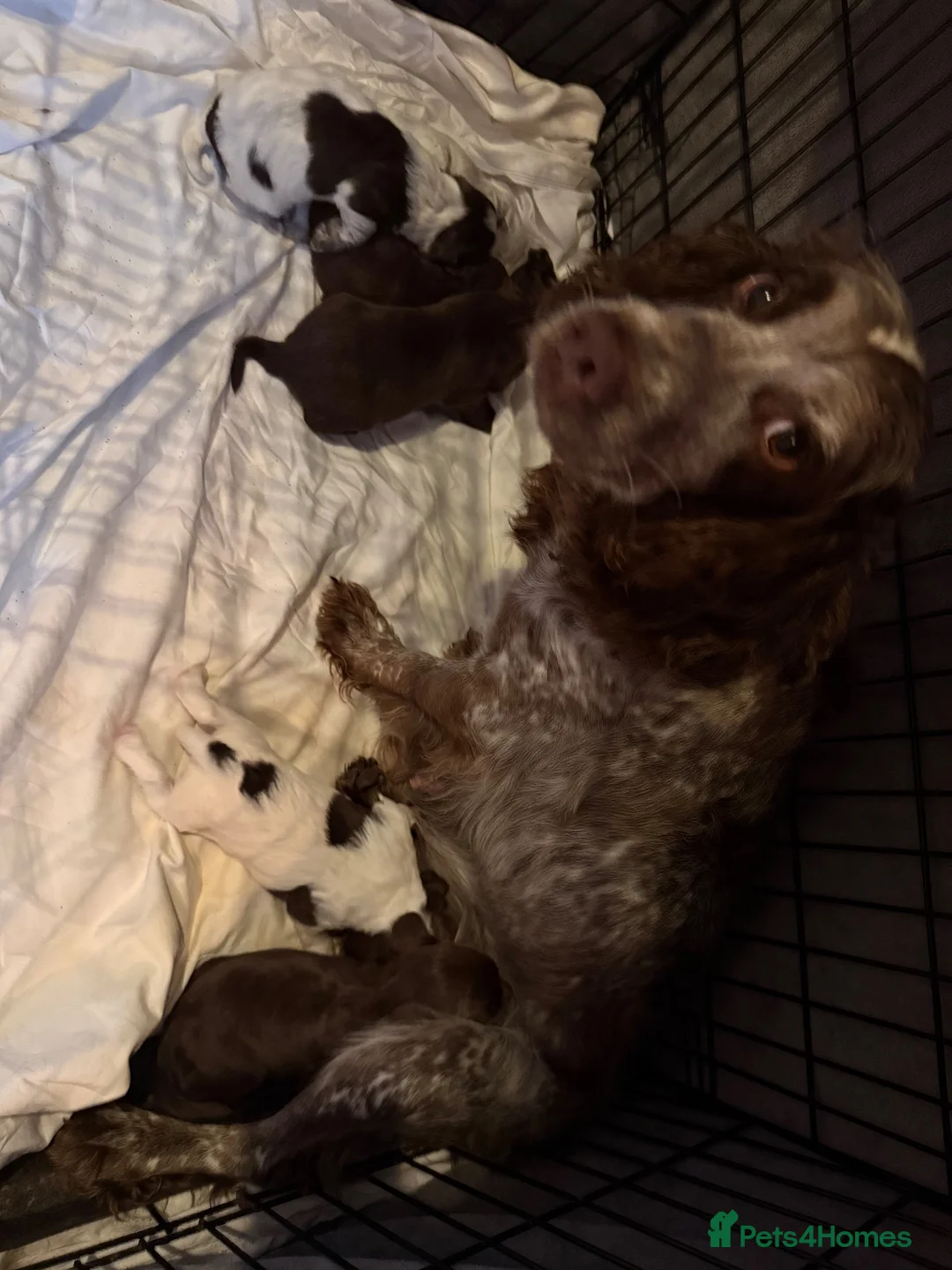 Cocker Spaniel dogs for sale: 6 cocker spaniel puppies  - Advert 1