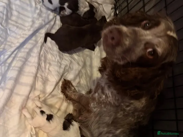 Cocker Spaniel dogs for sale: 4 cocker spaniel puppies left - Advert 8