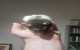 Rat rodents for sale: FREE DUMBO RATS + CAGE - Image 9