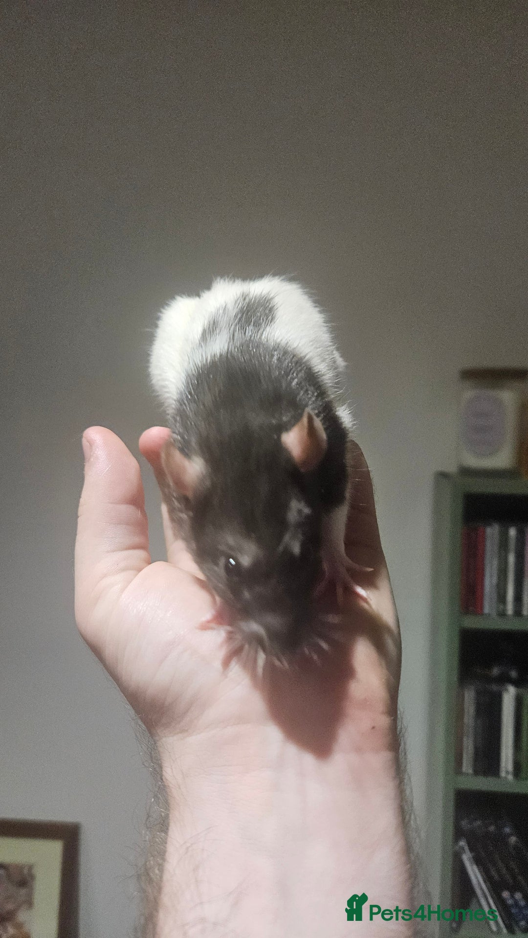 Rat rodents for sale: FREE DUMBO RATS + CAGE - Image 9