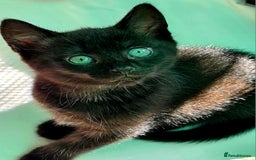 Mixed Breed cats for sale: Black kittens  - Image 3