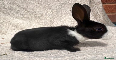 Rex rabbits - Advert 4