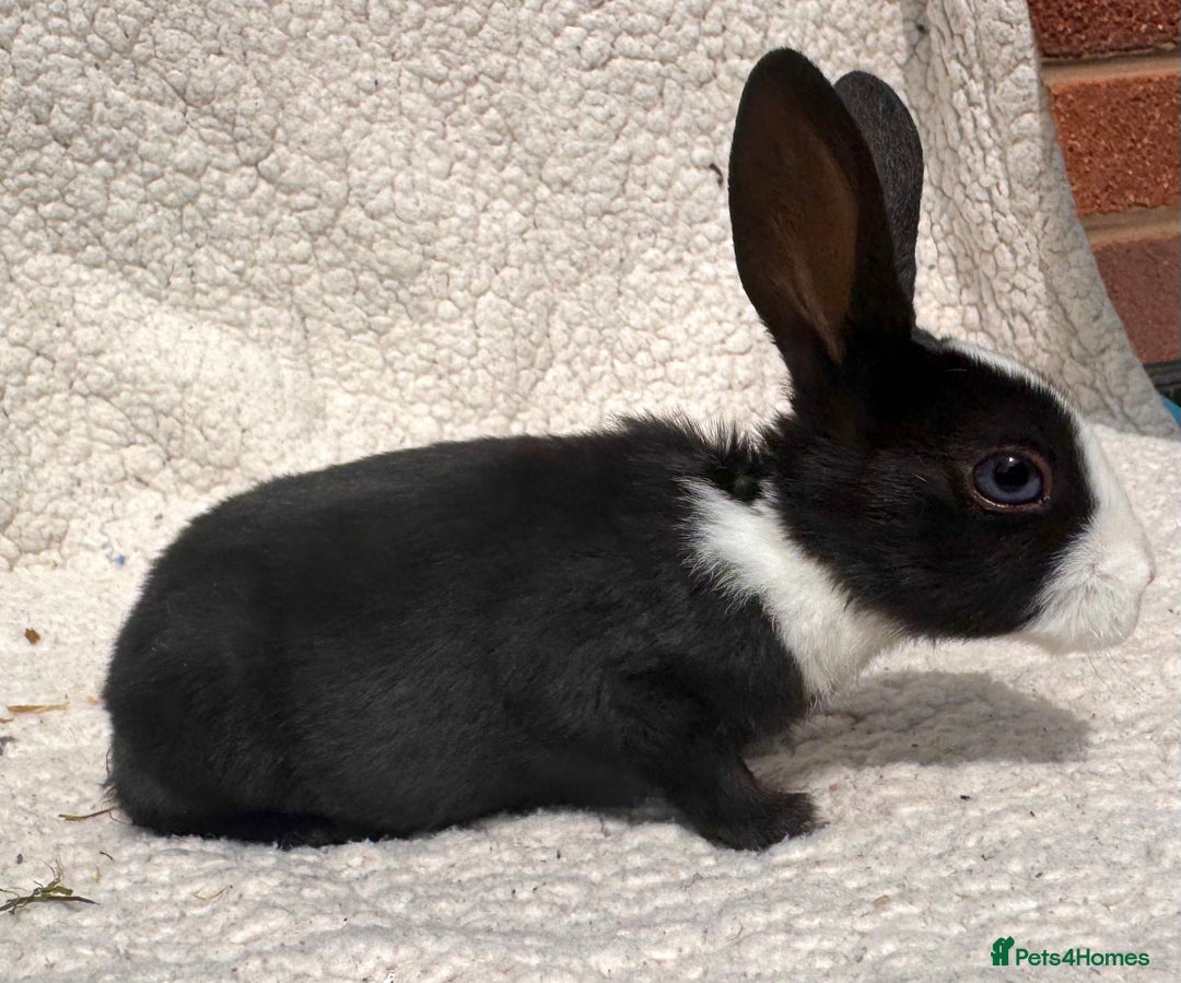 Rex rabbits for sale: STUNNING VIENNA MINI REX BABIES - Image 3
