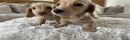 Miniature Dachshund dogs for sale: 👑✨MINI LONG HAIRED CREAMS✨👑 KC ✨ HEALTH TESTED ✨ - Advert 21