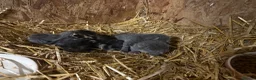 Mixed Breed cats for sale: Outdoor Kittens  - Advert 4