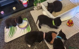 Domestic Shorthair cats for sale: 3 Kittens for Sale - Image 2