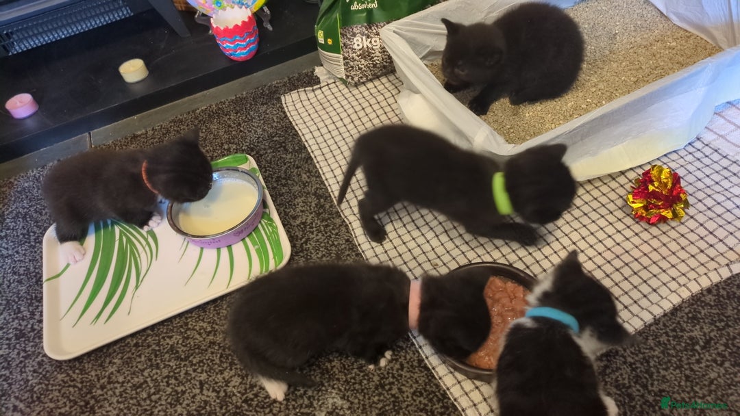 Domestic Shorthair cats for sale: 3 Kittens for Sale - Image 2