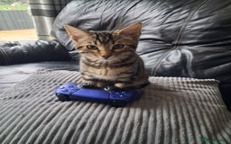 Bengal cats for sale: Frankie. Bengal X Moggy - Image 4